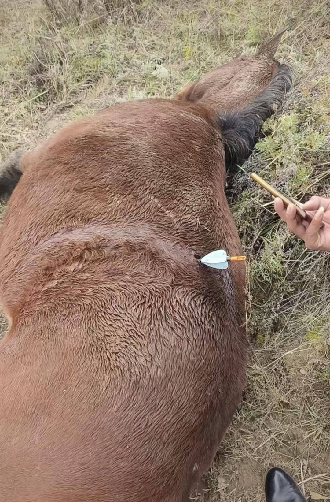 紫牛头条｜多地发生动物遭热成像无人机投箭射杀事件，记者调查：已有地区将该设备列为禁猎工具