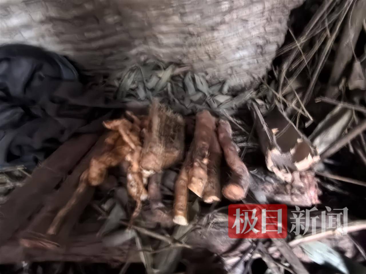 实探张家界荒野求生选手“苗王”的庇护所：堆着大量猕猴桃等野果，一个多月他只瘦了10多斤